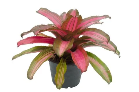 Bromeliad isolated on white background Stock Photos