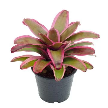 Bromeliad isolated on white background Stock Photos