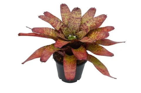 Bromeliad isolated on white background Stock Photos
