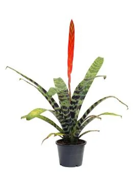 Bromeliad isolated on white background Stock Photos