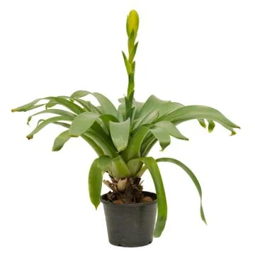Bromeliad isolated on white background Stock Photos