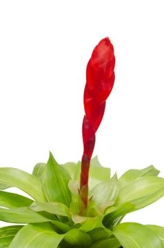 Bromeliad isolated on white background Stock Photos
