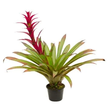 Bromeliad isolated on white background Stock Photos
