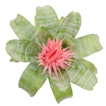 Bromeliad isolated on white background Stock Photos