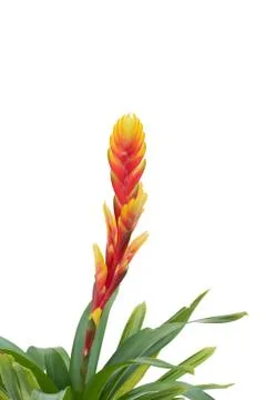 Bromeliad isolated on white background Stock Photos