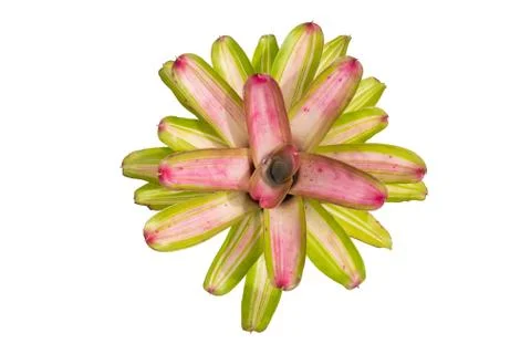 Bromeliad isolated on white background Stock Photos