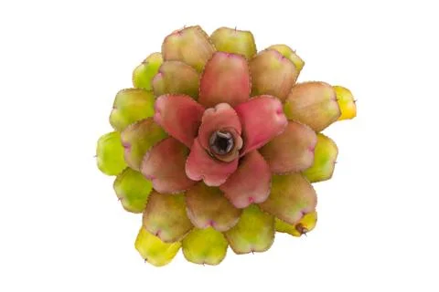 Bromeliad isolated on white background Stock Photos