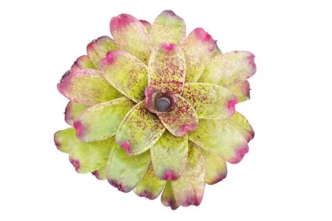 Bromeliad isolated on white background Stock Photos