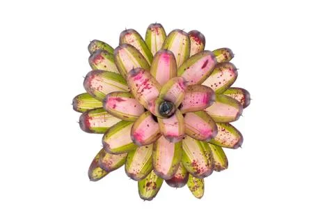Bromeliad isolated on white background Stock Photos