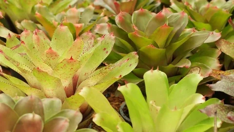 Bromeliad in the nursery. Video stock 79223698