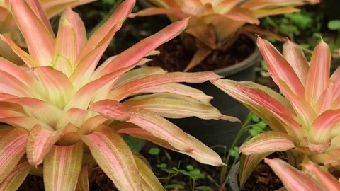 Bromeliad in the nursery. Stock Footage 79224102