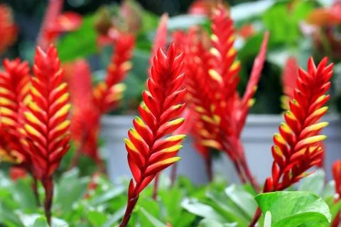 Bromeliad or vriesea splendens Stock Photos