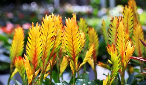Bromeliad or vriesea splendens Stock Photos