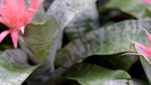 Bromeliad Pan 4K 001 Stock-Footage 85846945