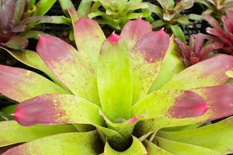 Bromeliad. Stock Photos