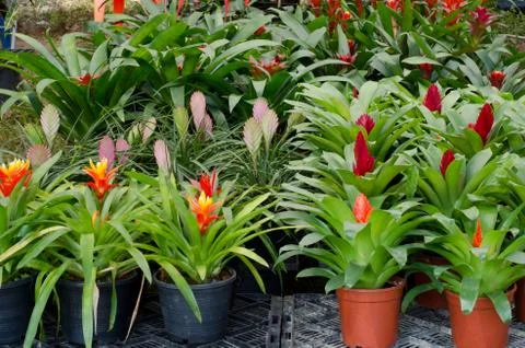 Bromeliad Stock Photos