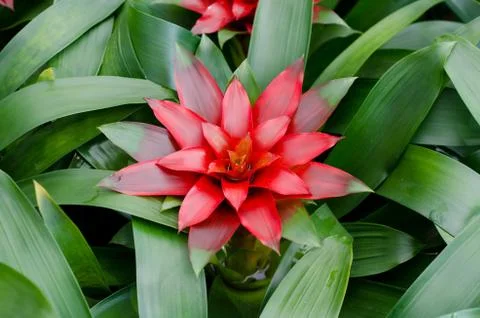 Bromeliad Stock Photos