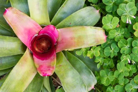 Bromeliad Stock Photos