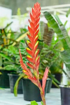Bromeliad Foto stock