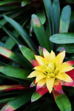 Bromeliad Stock Photos