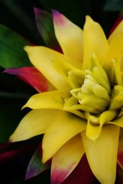Bromeliad Stock Photos