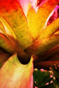 Bromeliad Stock Photos