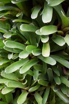 Bromeliad Stock Photos