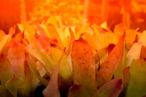 Bromeliad Stock Photos