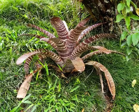 Bromeliad Stock Photos