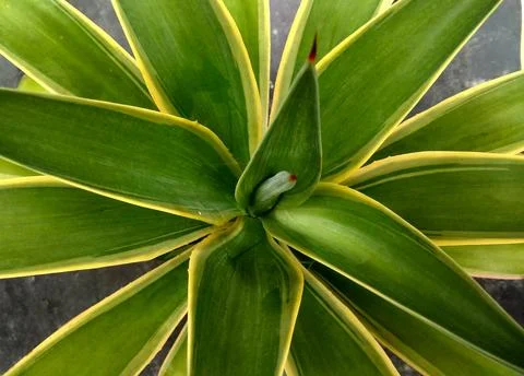 Bromeliad Stock-Fotos