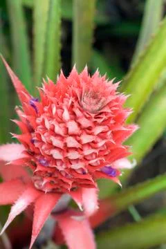 Bromeliad pineapple flowering Stock Photos