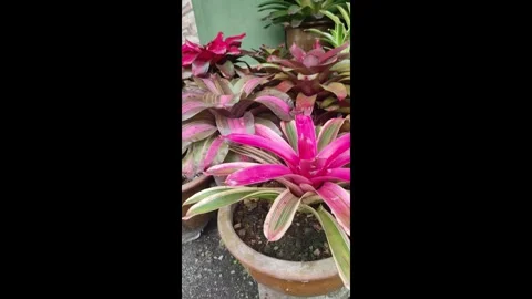 Bromeliad Plant Close-Up Video stock 320995590