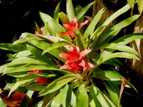 Bromeliad Plant. Stock Photos