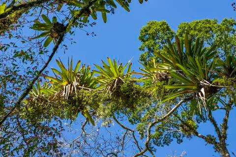 Bromeliad planted on the tree. A tree for garden decoration. Stock Photos