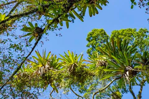 Bromeliad planted on the tree. A tree for garden decoration. Stock Photos