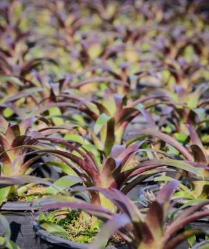 Bromeliad plants Stock Photos