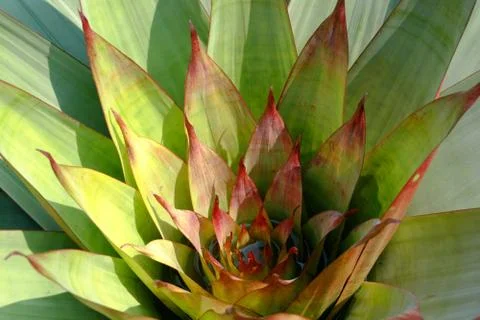 Bromeliad plants Stock Photos