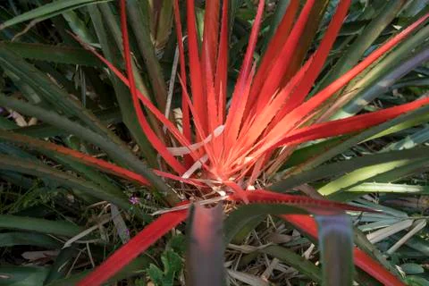 Bromeliad red and green explosion in Spring Stock Photos