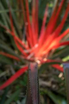 Bromeliad red and green explosion in Spring, Stock Photos