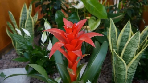Bromeliad red flower in a natural environment. Stock Footage 90351117