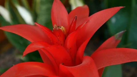 Bromeliad red flower in a natural environment. Stock Footage 90351383