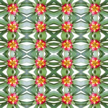 Bromeliad seamless pattern background Stock Photos