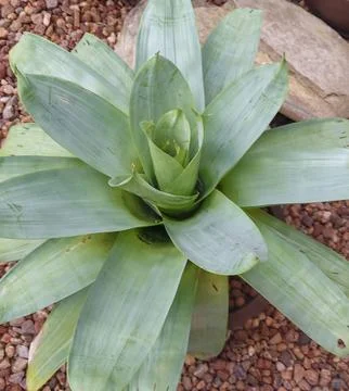 Bromeliad in the spotlight Stock Photos