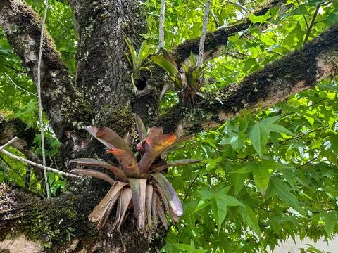 Bromeliad on the tree trunk Stock Photos