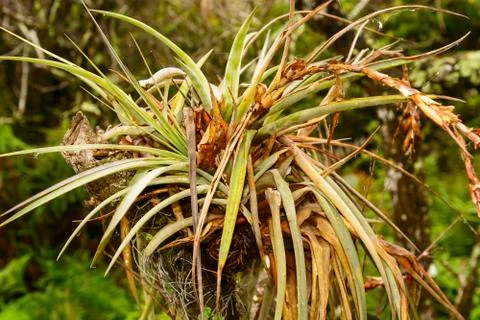 Bromeliad in a tropical tree Stockfoto's