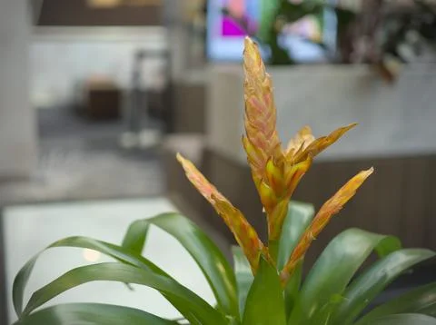Bromeliad vriesea 스톡 사진