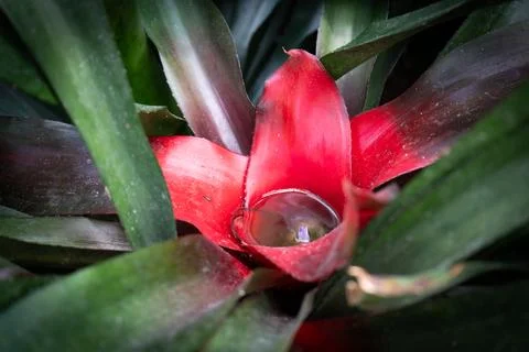 Bromeliad with a water pool in the middle of the red flower. Exotic flower. Stock Photos