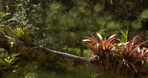 Bromeliads and Cyperus papyrus plants in a botanical garden 스톡 동영상 242489654
