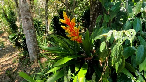 Bromeliads - Big Bromeliaceae flower Stock Footage 126670793