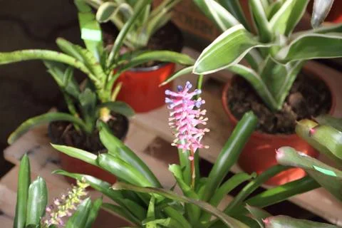 Bromeliads bloomed in spring Stock Photos